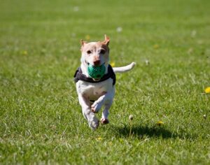 Leia mais sobre o artigo Outubro Rosa pet: câncer de mama também é comum em animais