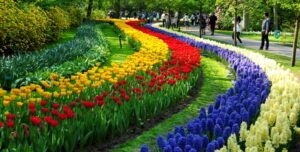 Leia mais sobre o artigo Passeio imperdível: venha viver a beleza da Expoflora 2025 com a Afresp!