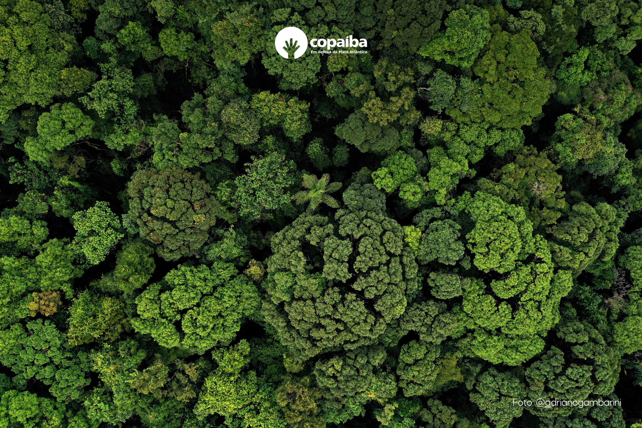 No momento, você está visualizando Afresp passa a integrar Programa de Apoio da Associação Ambientalista Copaíba